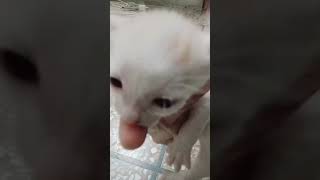 New born kitten/cute kitten😺/kitty/Persian kittens/beautiful kittens#shorts#tiktok#cat#kitten