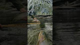 The Cutthroat Trout, a dry fly eating machine. #flyfishing #trout #fishing #cinematography