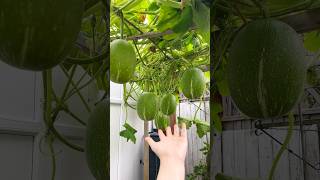 Sweet Delicious Melon Harvesting from Farm by Home Farmer #shorts #satisfying #youtubeshorts #melon