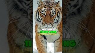 The SIBERIAN TIGER IS CRAZY 🤯 ft. Joe Rogan