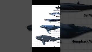 Minke whale 🐳 pt2 #tiktok #capcut #youtubeshorts #viral #fyp