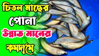 চিতল মাছের পোনা ভাইরাস ও ইনবিডিং সমস্যা মুক্ত পোনা একমাত্র বিসমিল্লাহ্ মৎস্য হ্যাচারি তে পাবেন