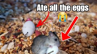 Ants 🐜 & Rats 🐀 are Destroying Eggs and Eating Parrot Babies || All About Pets