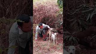 The owner crawls in the forest to breed dogs