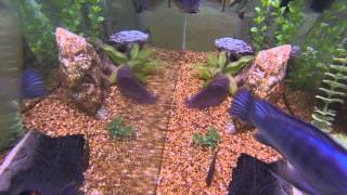 Attack of the killer Cichlids