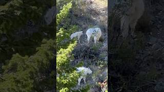 Mountain goats in the big belts, Montana