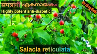 #Salaciareticulata #ഏകനായകം #सपत्रांगी