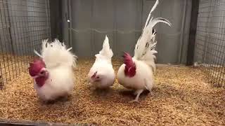 مشروع صغير تربية دجاج 🐓 الزينه