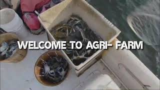 Amazing Crab Meat Processing Factory