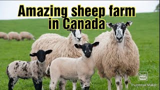 very beautiful sheep farm in Canada | most beautiful sheep farm of the world