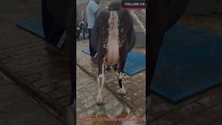 Cow for sale  milk 22+ Pind Sivian (Bathinda)Num-6283-030392 #viral #cow #buffalow #youtubeshorts