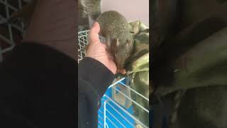 Milty the Rescued Squirrel Buries Peanut in Funny Places