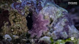 Crown-of-thorns starfish like you've never seen them before