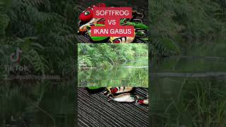 CASTING GABUS / HARUAN #fishing #mancing #mancingmania #mancingliar #ikan #kalimantan #viral