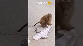 Monkey 🐒#funny #monkey #short #youtubeshorts #sadmonkey #monkey