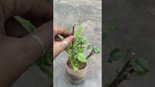 please subscribe my channel 🙏 cutting se taiyar Mere plant ☘️#plants #pfg #plantsforgardeningpfg