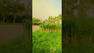 #thalvlog #punjabvlog #viralvideo #virlshorts #pindawale #pindvloge #pindlife #villagevlog #village