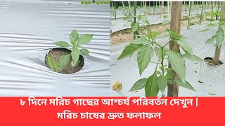 ৮ দিনে মরিচ গাছের আশ্চর্য পরিবর্তন দেখুন | মরিচ চাষের দ্রুত ফলাফল