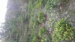 My Tea Garden l Use a Binifit