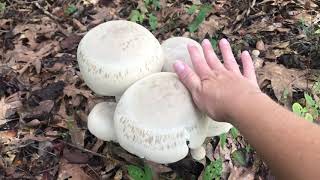 Huge Mushrooms in Coastal South Carolina