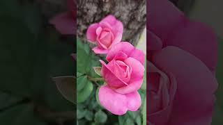 Lovely Rose Flower ❤️ #garden  #rose #shortvideo #viralvideo