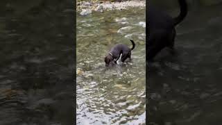 This good boy can not only hunt but loves going for fish as well.