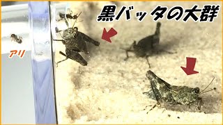 蟻戦争Ⅲ＃189 砂の上をとぶ「黒バッタの大群」と1万匹のケアリが衝突したら・・・。編～Black grasshopper swarm and ants～