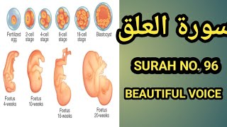 Surah Al Alaq/Quran Recitation/The Clot/Embryonic Development