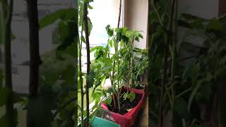 Grow tomatoes in the balcony #urbangardening