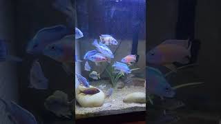 lake malawi cichlids. mix peacocks, hybrids, haps, mbunas and grow outs.. all about 3,1/2"