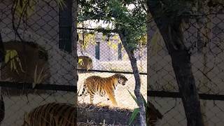 Tiger in Nahargarh Biological park #tiger #shorts #safari