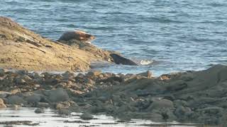 Seal Evening At Minerstown