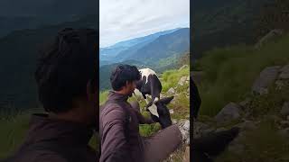 पहाड़ में गो माता से मुलाकात || जय श्री कृष्ण || जय गो माता