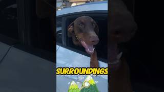 Doberman *Out the Window*