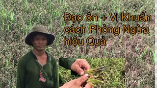 Bệnh đạo ôn kết hợp vi khuẩn trên lúa | VVC