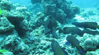 octopuss and groupers similan islands 032015 thailand