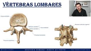 Vértebras lombares - Esqueleto axial - Sistema esquelético - Anatomia direto ao ponto!