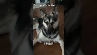 Spelling Tests Be Like. Pt. 2 #dog #germanshepherd #dogs #doglover #funny