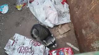 Raccoon rescue from dumpster