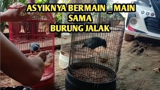 ASYIKNYA BERMAIN SAMA BURUNG JALAK