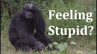 How to Heal When You're "Feeling Stupid"