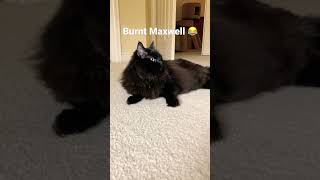 Burnt Maxwell the cat