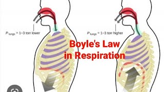 Boyle's Law Apply in Respiration (Breathing) System