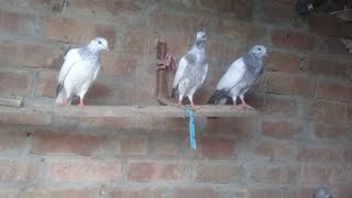 گھر کے بچوں کو باہر  نکال دیا new baby pigeon 🕊️🕊️