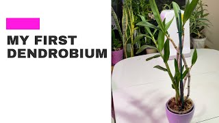 My First Dendrobium Orchid Baby Seperation