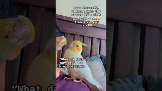 Hilarious Cockatiel Is The Biggest Attention Seeker🤣🤣#cockatiel #hilarious #toofunny #shorts