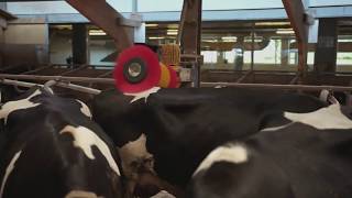 Cow welfare at Kaamps Estate in Holland