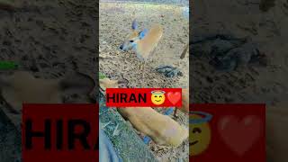 HIRAN-&&DEAR. PARK. SAMBALPUR 🔥🔥❤️❤️❤️❤️#viral #shortsvideo #youtubeshorts