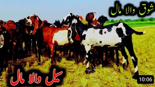 کالی ڈبی دو منتھ کی گبن بکری صرف 32 ہزار میں حاصل کریں