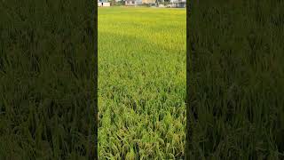 rice fields 🌾🍚 #lush #greenery #harvest #dashain #weather 🥰💌 #asmrvideo #asmr #fypシ #fyp #nepal 🇳🇵